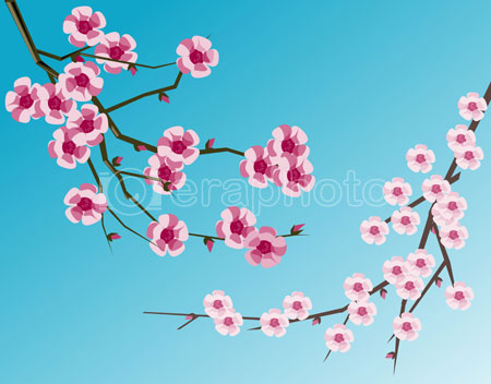 #2000023 - Cherry blossoms