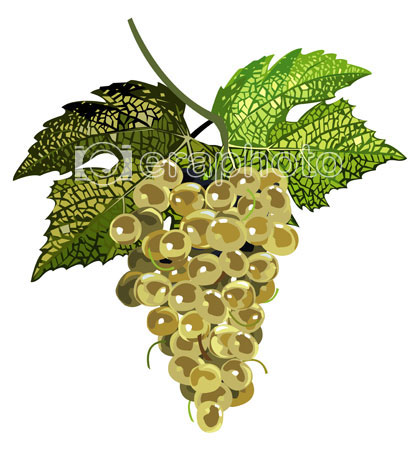 #2000063 - White grapes with leaves