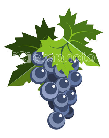 #2000065 - Black grapes with leaves