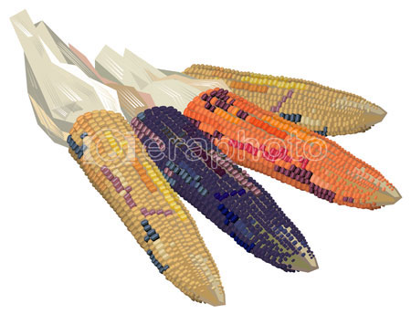 #2000156 - Ears of Indian corn