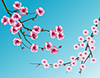 #2000023 - Cherry blossoms