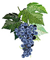 #2000060 - Black grapes with leaves