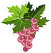 #2000061 - Pink grape bunch with leaves