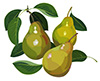 #2000103 - Pears