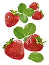 #2000125 - Strawberries